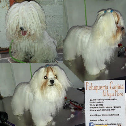 Peluqueria Canina Al Agua Mono