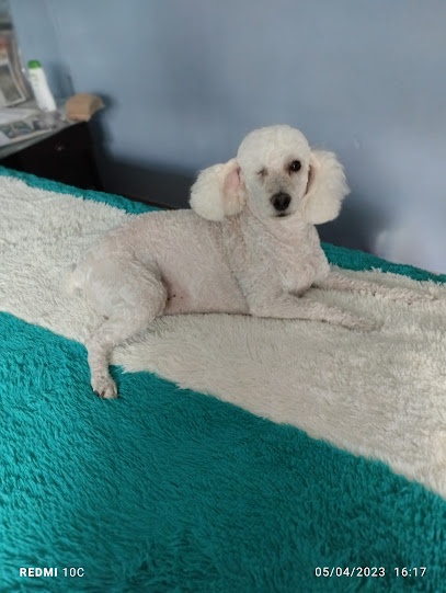 Peluqueria Canina Lita Dog Lover