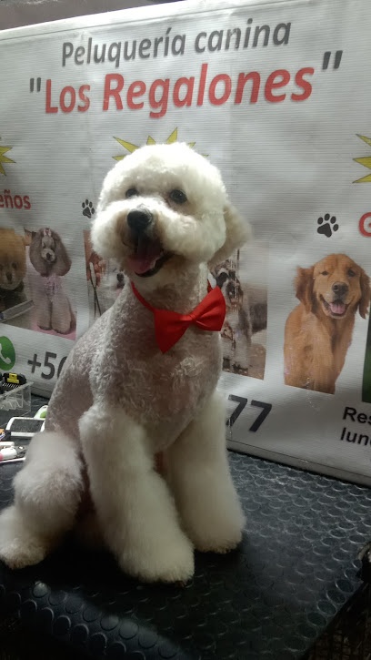 peluquería canina Los regalones