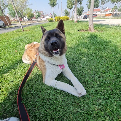 Veterinaria San Felipe