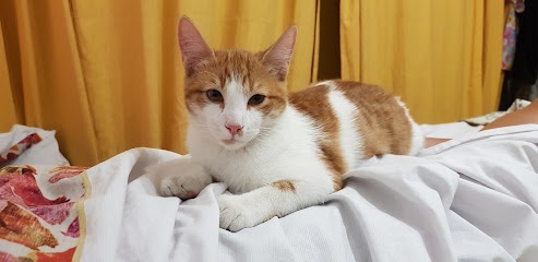 Clínica Veterinaria 