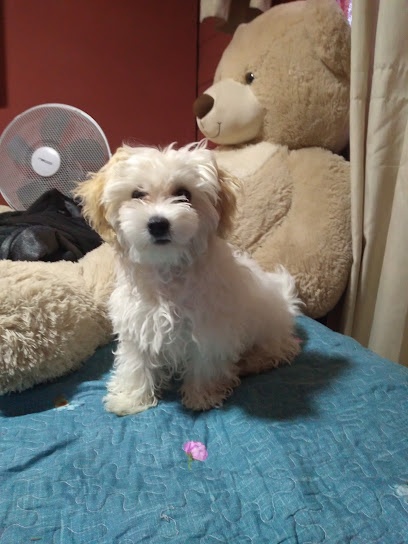 Clínica Veterinaria Municipal Puente Alto