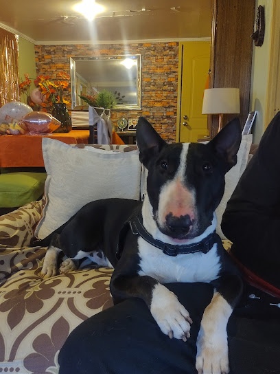 Clinica Veterinaria N&Q Pets