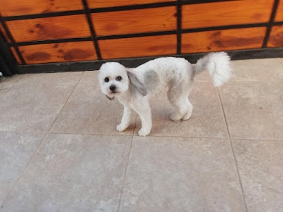 Peluqueria Canina RB
