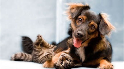 Veterinaria Happy Animal Mexico